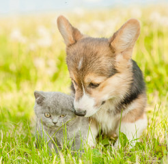 Cute corgi puppy with tiny kitten on a summer grass