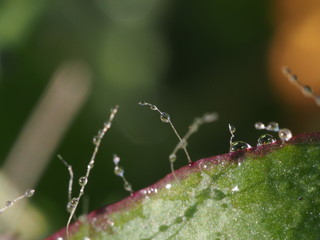 Macro shooting of plants with dew