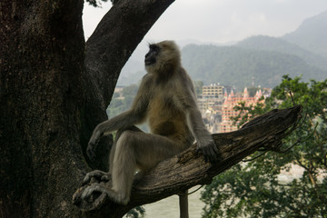 Hanuman Langur Affe in einem Baum vor dem Ganges Fluß