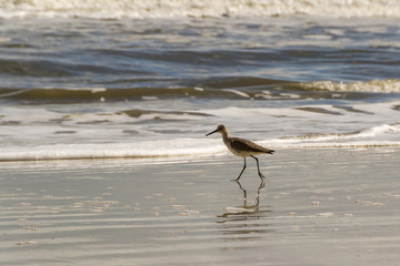 Lonely bird on the beach