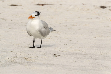 Lonely royal tern by the sea