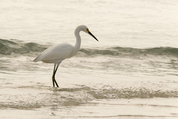 Snowy egret fishing