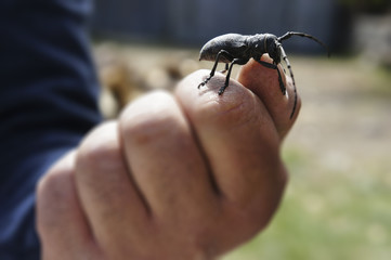 Rare wood nice insect black.