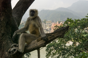 Hanuman Langur Affe in einem Baum vor dem Ganges Fluß