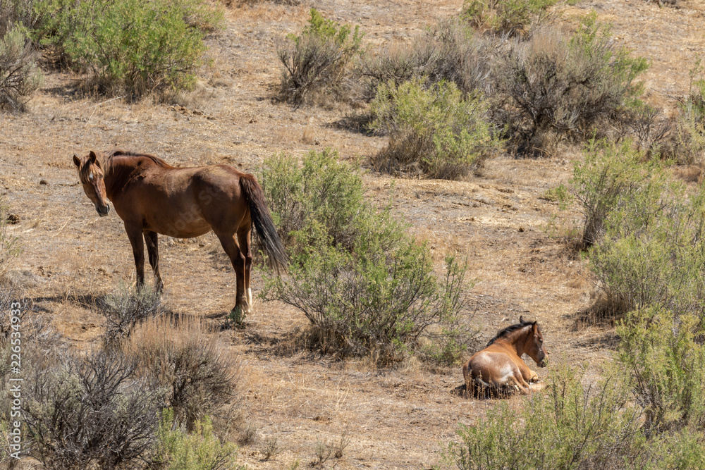 Poster Wild Horse Mare and Foal in Colorado