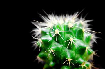close up of green cactus on black isolated