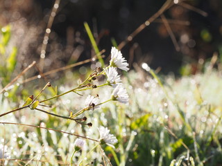sunny day in a meadow with wildflowers