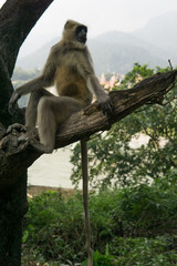 Hanuman Langur Affe in einem Baum vor dem Ganges Fluß