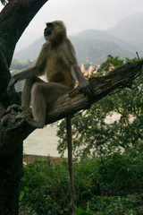 Hanuman Langur Affe in einem Baum vor dem Ganges Fluß