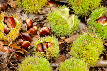 Sweet Chestnuts 2