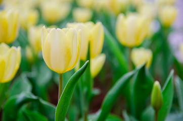 Naklejka premium close up of pale yellow tulips