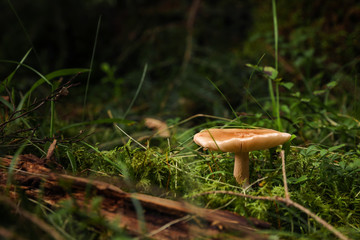 Beautiful small mushroom growing in forest, closeup