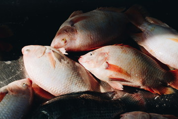 Red Tilapia, Fresh fish in Thailand market