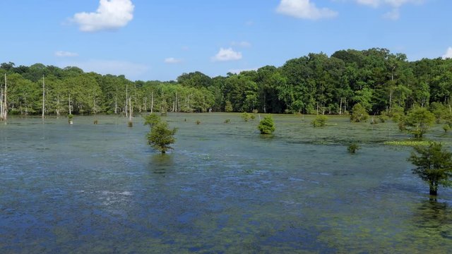 View of Chicot State Park near Ville Platte in Louisiana, USA. Wilderness landscape in the United States, American wild place with lake and forest