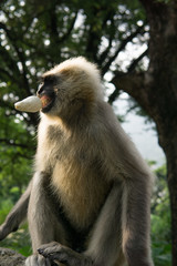 Hanuman Langur Affe stiehlt Eis in Rishikesh, Indien