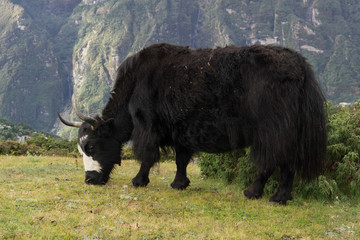 Schwarzes Yak grast im nepalesischen Himalaja