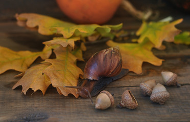 Snail crawling on autumn yellow oak leaves and acorns. Close-up