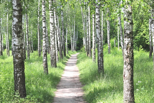 Fototapeta Beautiful birch trees with white birch bark in birch grove with green birch leaves
