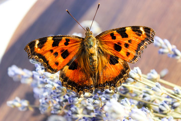 insect butterfly hive