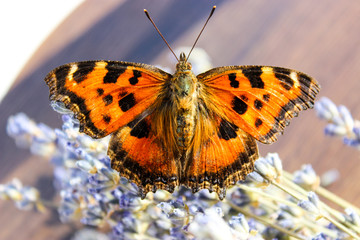 insect butterfly hive