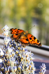 Obraz premium insect butterfly hive