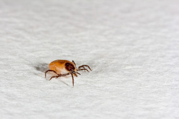tick bloodsucker closeup on white background with copy space