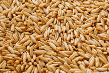 natural oat grains background, close up. Gold grain.
