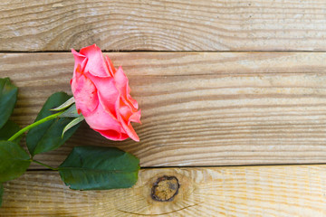 Naklejka na ściany i meble Pink rose on wooden background. Top view, copy space