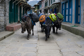 Gepäcktransport mit Yak in Lukla, Nepal