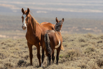 Wild Horse Mare and Foal in Colorado