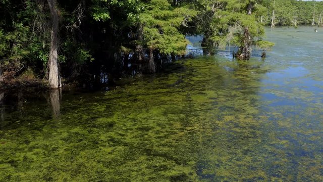 View of Chicot State Park near Ville Platte in Louisiana, USA. Wilderness landscape in the United States, American wild places with lake and forest
