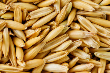 natural oat grains background, close up. Gold grain.