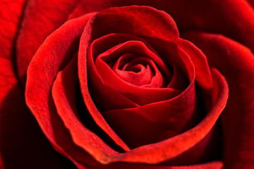 beautiful red rose macro in dark colors