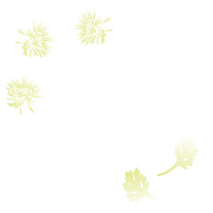 white chrisantem and leaves
