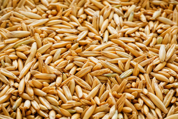 natural oat grains background, close up. Gold grain.