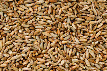 Natural oat grains background, closeup. vegetarian food