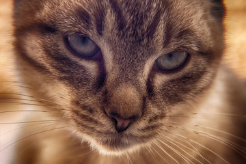 Young Cat Eyes Close-Up Photo