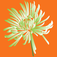 salad chrisantemium on orange background
