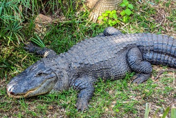 American alligator on the grass