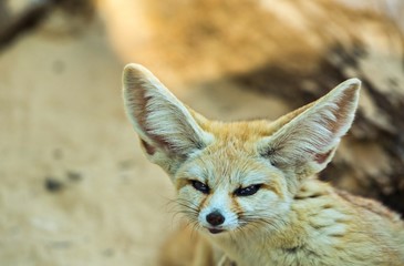 Fennec fox background