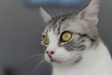 Süße entspannte Katze im Katzencafe