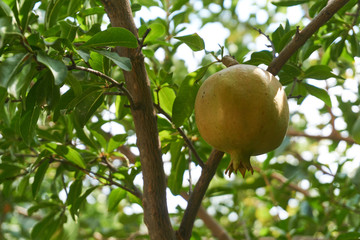 Pomegranate between green leaves
