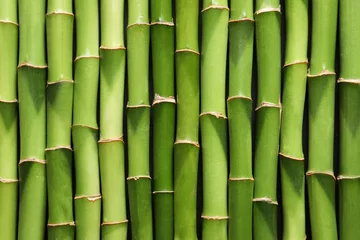 Afwasbaar Fotobehang Bamboe Green bamboo stems as background, top view