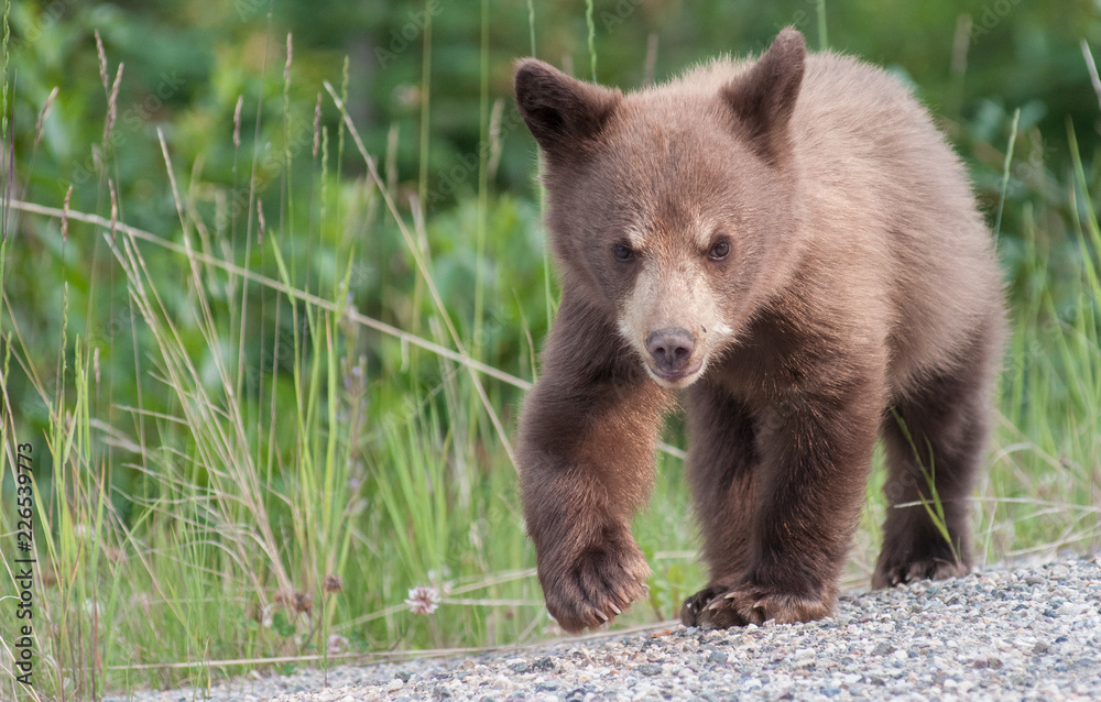 Wall mural black bear cub