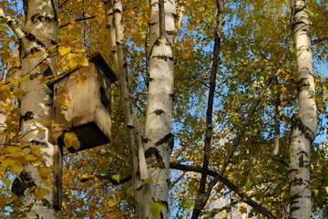 Осенний парк