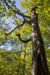 Fototapeta premium Old and hollow tree