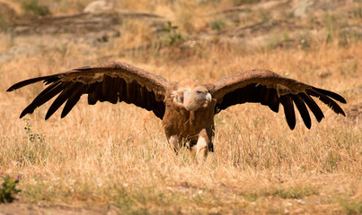 Portrait of a black vulture in the nature