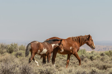 Wild Horse Mare and Foal in Colorado