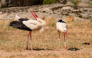Elegant white stork