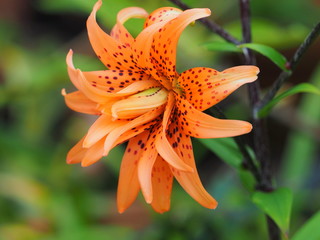 small orange lily